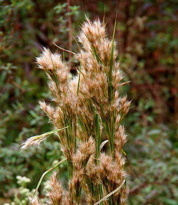 [The stalks of this plant are 3-4 feet tall and blue-green in color. This image is the tops of the plant which has  fluffy cottony tops on the blue stems. The fluffy part is white-beige and looks like one could pull these plants out of the ground and bundle them together to use as a broom of sorts.]